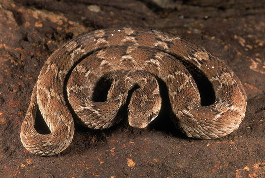 what is the most dangerous kind of snake