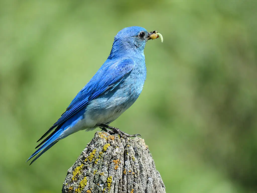 blue birds types