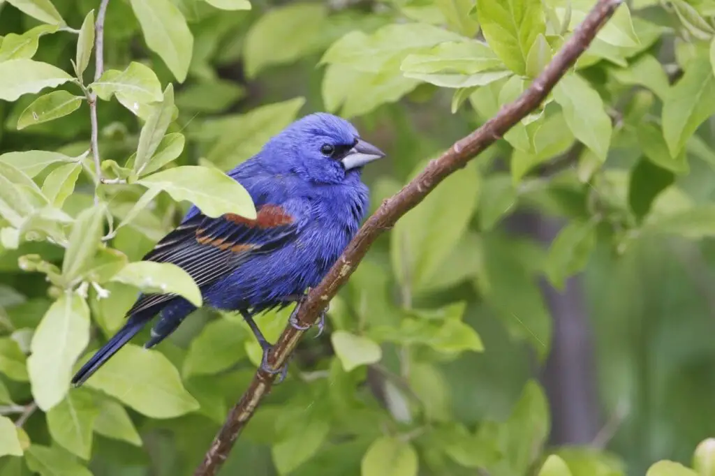 types of blue birds australia