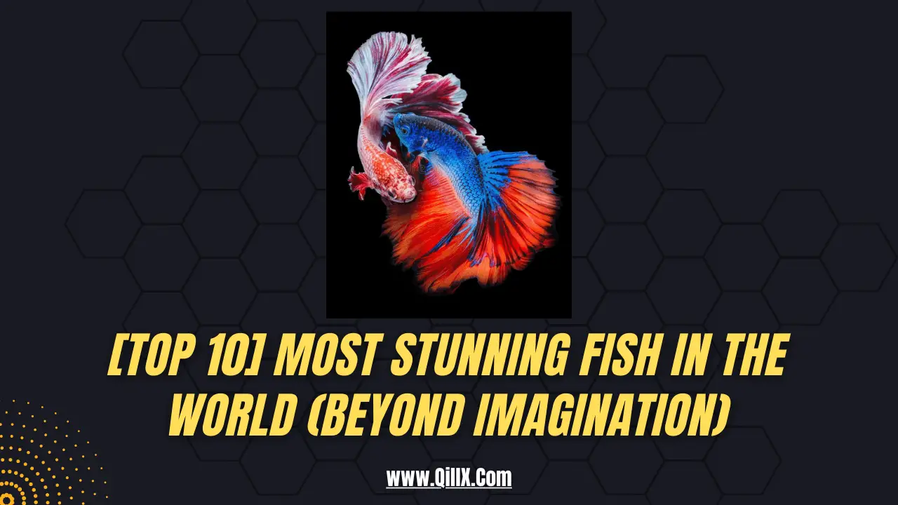 Most Stunning Fish in the World