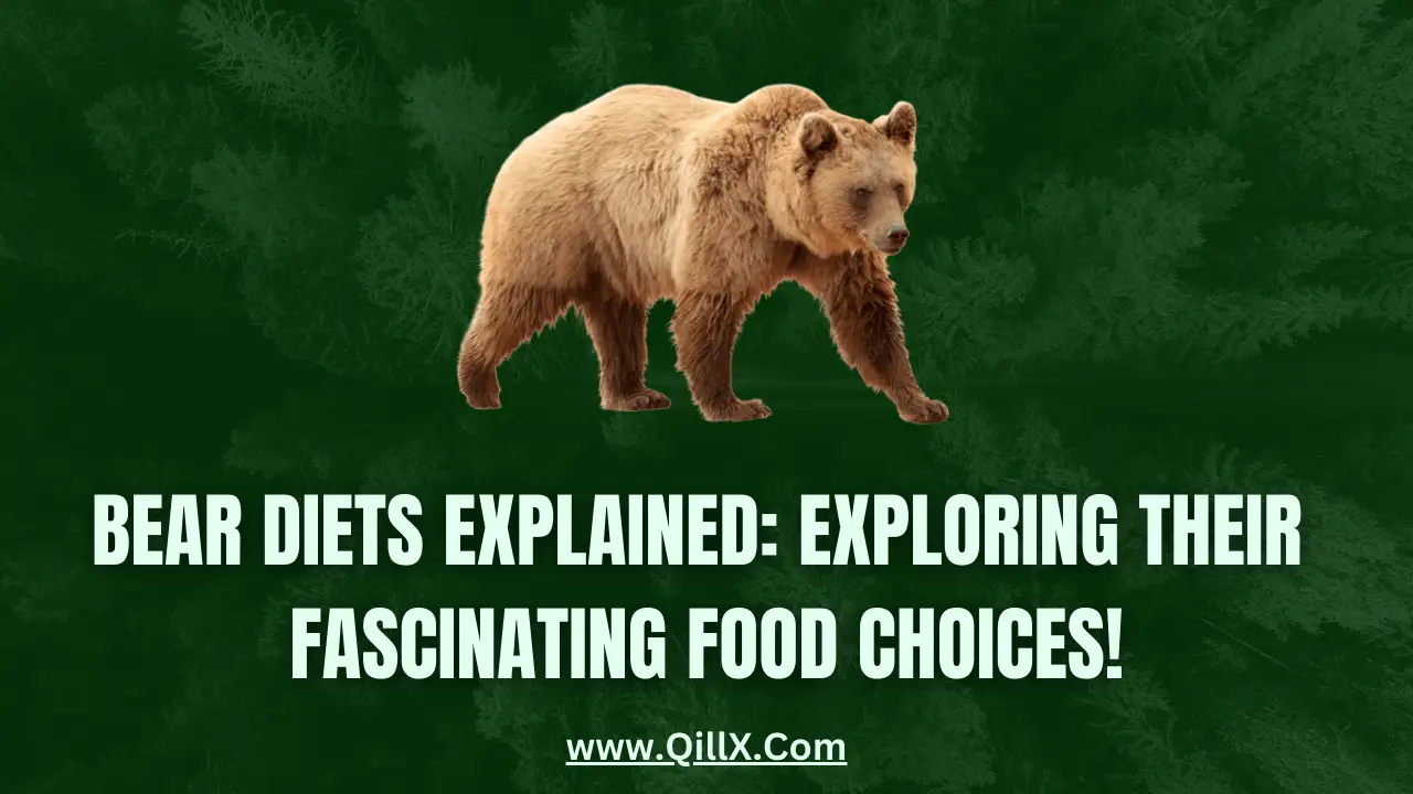 what do black bears eat