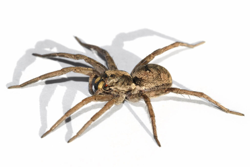 brown recluse wolf spider texas