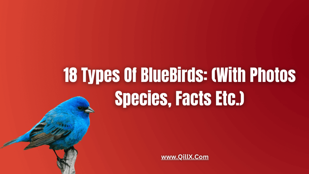 18 Types Of BlueBirds: (With Photos Species, Facts Etc.) | QillX