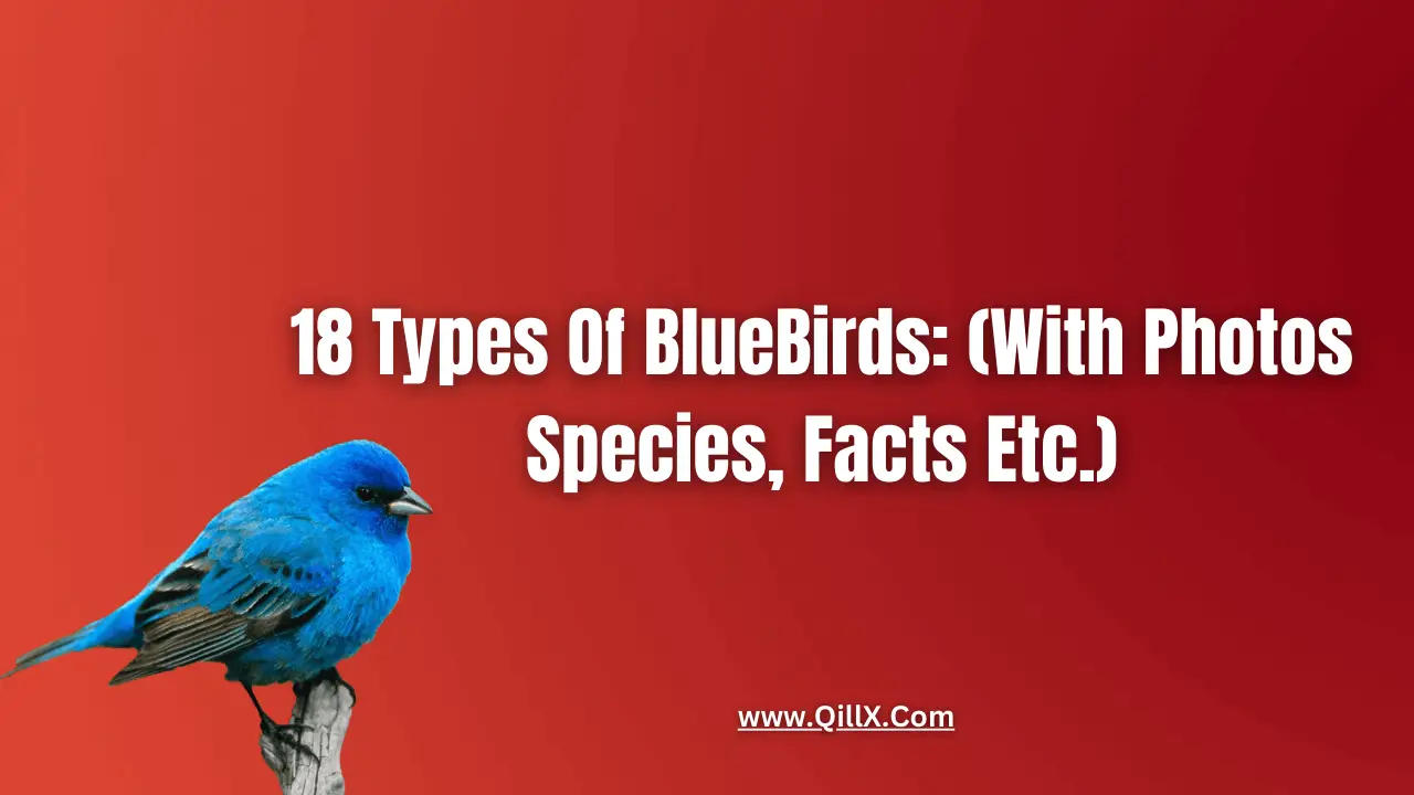 types of bluebirds in wisconsin
