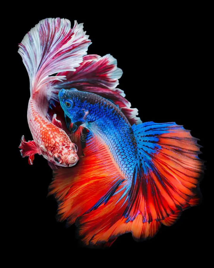 Beautiful fish in the world