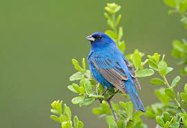 types of blue birds in oregon