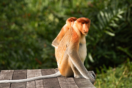 Monkey Behavior