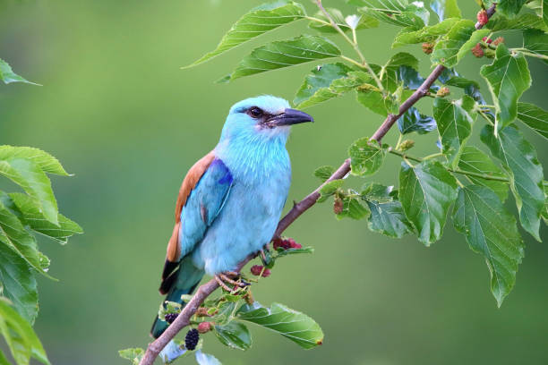 types of blue birds in ontario