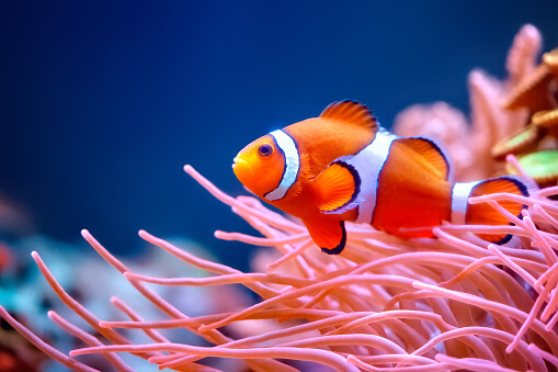 Top 10 most colorful fish