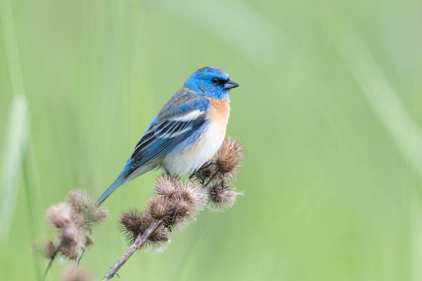 types of blue birds in alabama