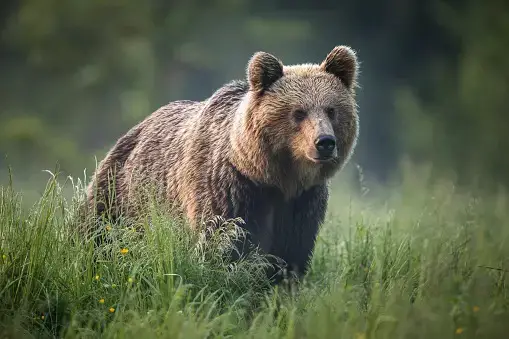 what do bear eat
