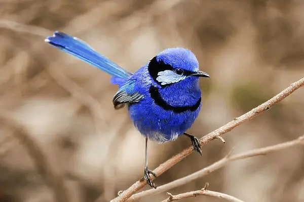 types of blue birds in ct