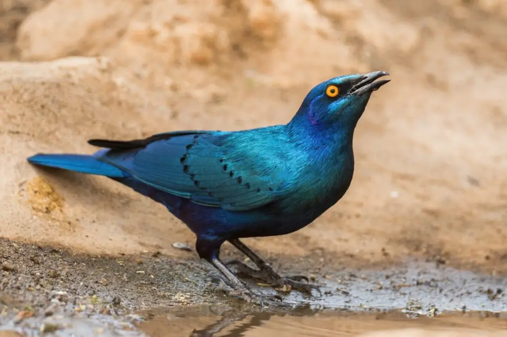 types of blue birds in minnesota