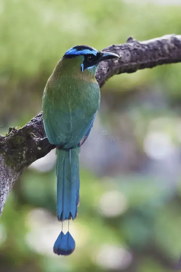types of blue birds in southern california