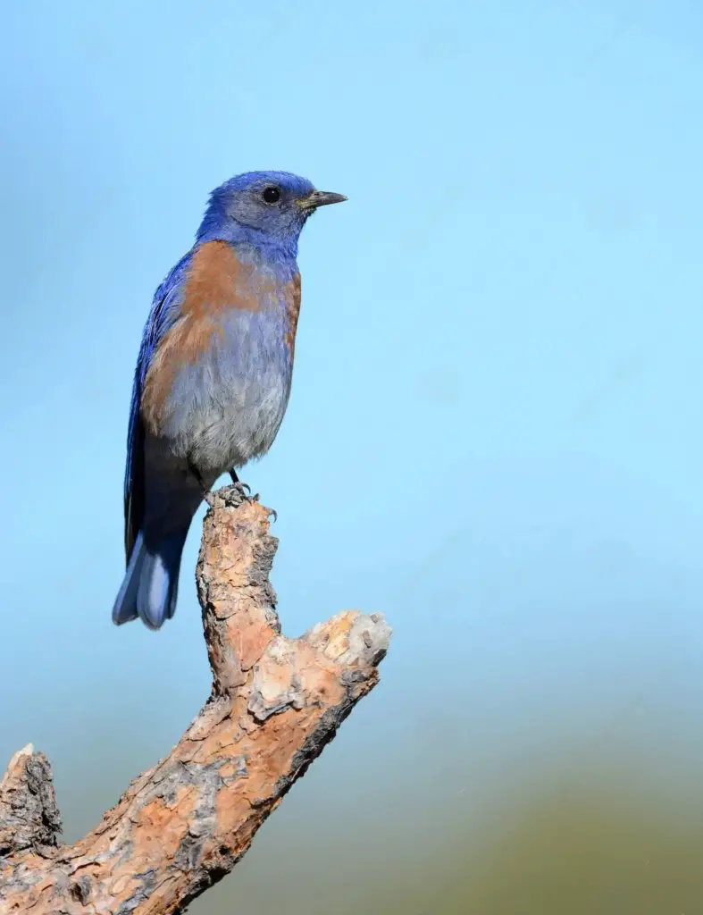 blue bird types