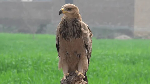 largest eagle in the world 2021