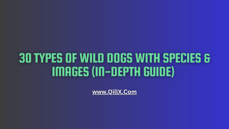30-types-of-wild-dogs-with-species-images-in-depth-guide-qillx