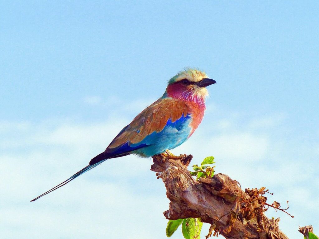 birds in southern africa