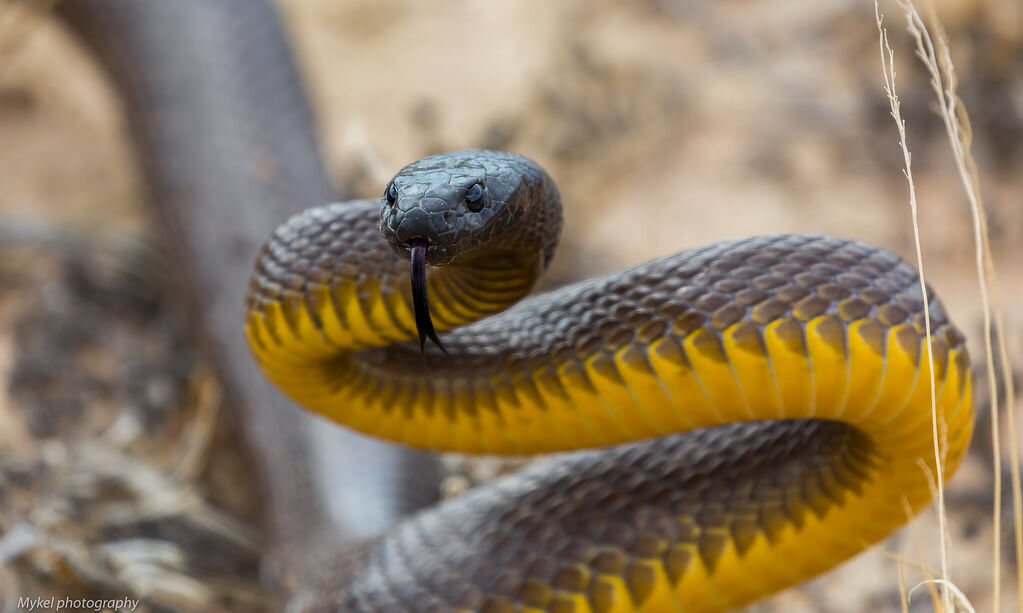5 most dangerous snakes in the world