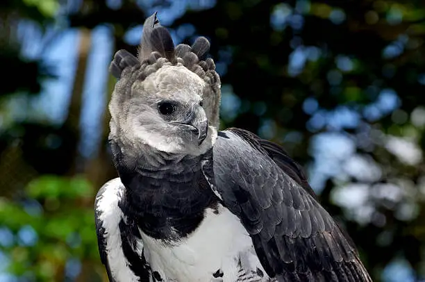 harpy eagle wing span